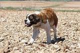 SAINT BERNARD 095